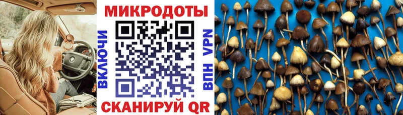 дарк нет клад  Заозёрск  Псилоцибиновые грибы Psilocybe 